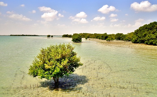 manglares de qatar