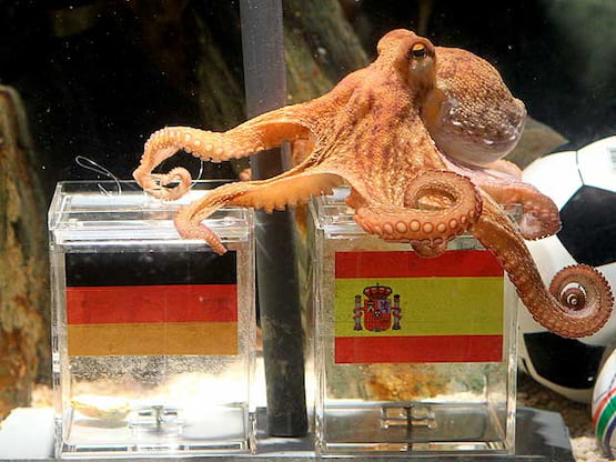 pulpo paul sudafrica 2010