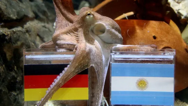 Pulpo oráculo eligiendo entre Argentina y Alemania en una predicción de Mundial de fútbol